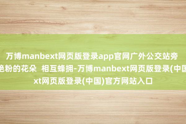 万博manbext网页版登录app官网广外公交站旁  玫红、深紫、艳粉的花朵  相互蜂拥-万博manbext网页版登录(中国)官方网站入口